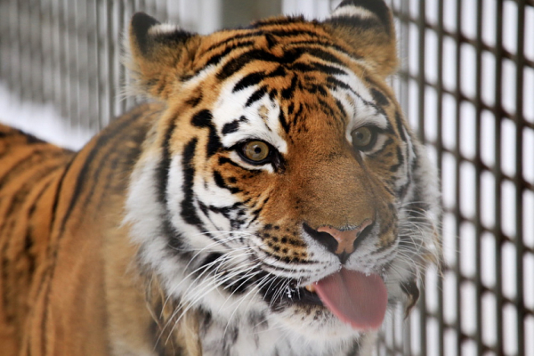 Добрый увалень и&nbsp;хозяйка горы: символ года тигр в&nbsp;зоопарке Новосибирска
