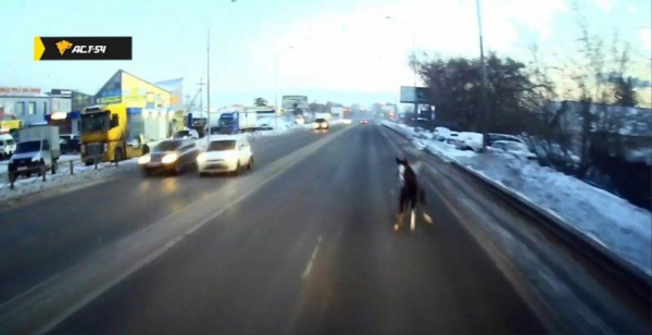 Перепуганная лошадь на дорогах развеселила новосибирцев Перепуганная лошадь на дорогах развеселила новосибирцев