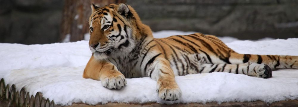 Талисман новогодней столицы: как выглядят звёздные звери вживую