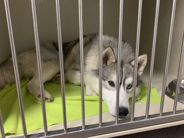 &laquo;Салюты напомнили ему выстрелы&raquo;: волонтеры спасают жизнь хаски, в теле которого нашли пять пуль