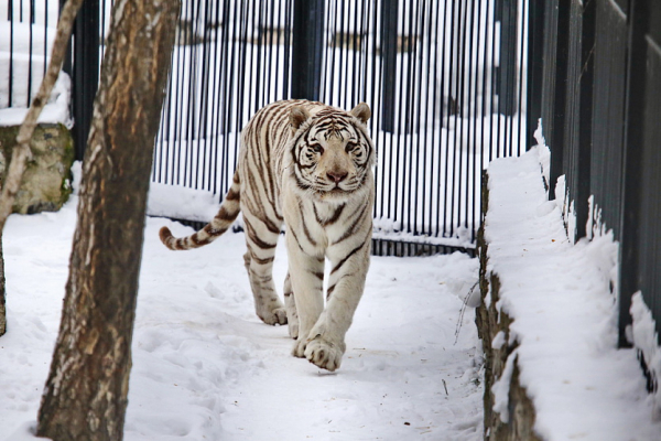 Добрый увалень и&nbsp;хозяйка горы: символ года тигр в&nbsp;зоопарке Новосибирска