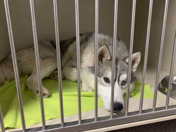 «Салюты напомнили ему выстрелы»: волонтеры спасают жизнь хаски, в теле которого нашли пять пуль