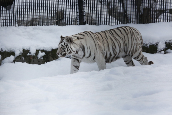 Добрый увалень и хозяйка горы: символ года тигр в зоопарке Новосибирска Добрый увалень и хозяйка горы: символ года тигр в зоопарке Новосибирска