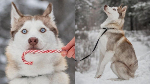 Хаски Мэй после пересадки кожи и ампутации хвоста обрела дом в Барнауле