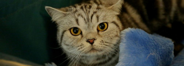 Новосибирцы через дверной глазок подкармливают брошенную кошку