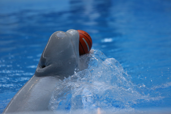 Афиша выходных: День дельфинов, ретроконцерт и&nbsp;выставка про любовь