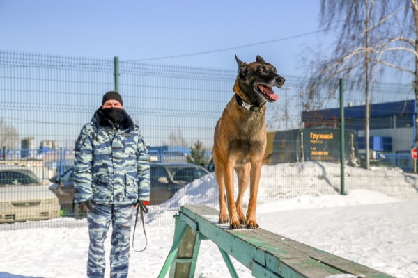 Собачья работа: как воспитывают хвостатых полицейских в&nbsp;Новосибирске