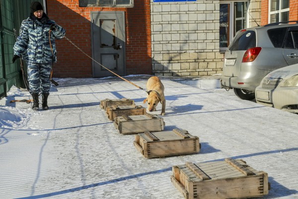 Собачья работа: как воспитывают хвостатых полицейских в&nbsp;Новосибирске