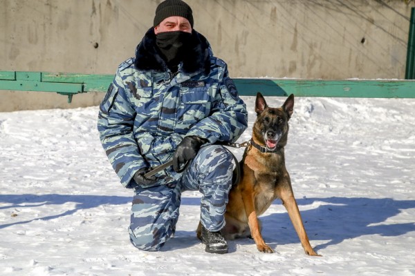 Собачья работа: как воспитывают хвостатых полицейских в&nbsp;Новосибирске