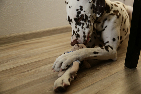 Крошечного медведя из&nbsp;IKEA продают за&nbsp;600 тысяч в&nbsp;Новосибирске