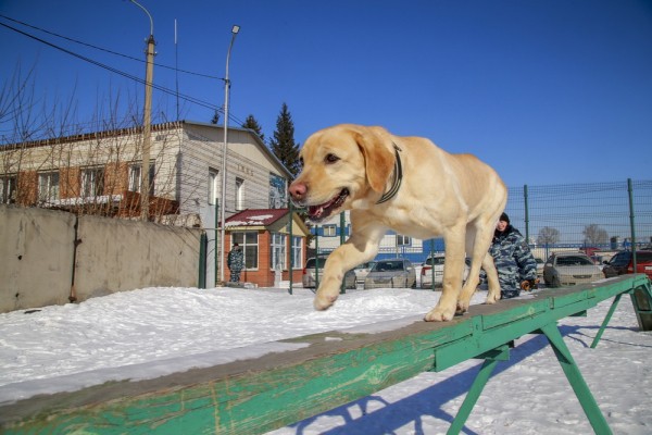 Собачья работа: как воспитывают хвостатых полицейских в&nbsp;Новосибирске
