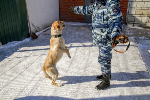 Собачья работа: как воспитывают хвостатых полицейских в&nbsp;Новосибирске