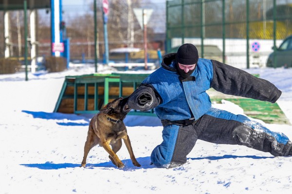 Собачья работа: как воспитывают хвостатых полицейских в&nbsp;Новосибирске