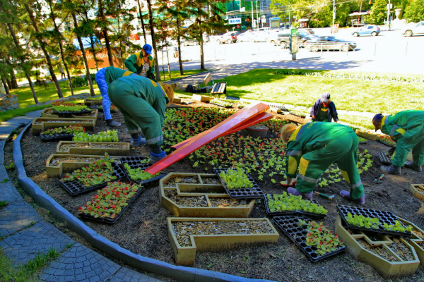 Горзеленхоз высадит к&nbsp;лету полмиллиона цветов в&nbsp;Новосибирске
