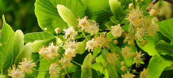 Где сделать красивое селфи на&nbsp;фоне цветущих яблонь и&nbsp;сирени