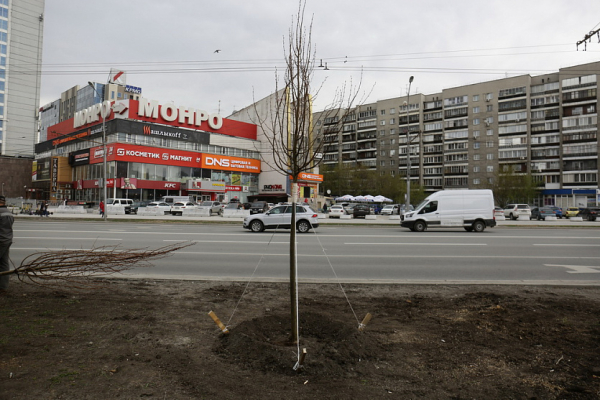 Вечерний разговор: открытие Заельцовского парка, новые цветы и&nbsp;Сад памяти