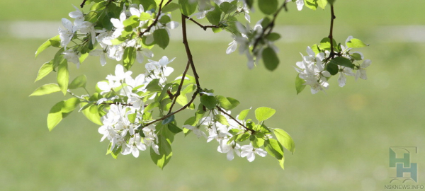 Где сделать красивое селфи на&nbsp;фоне цветущих яблонь и&nbsp;сирени