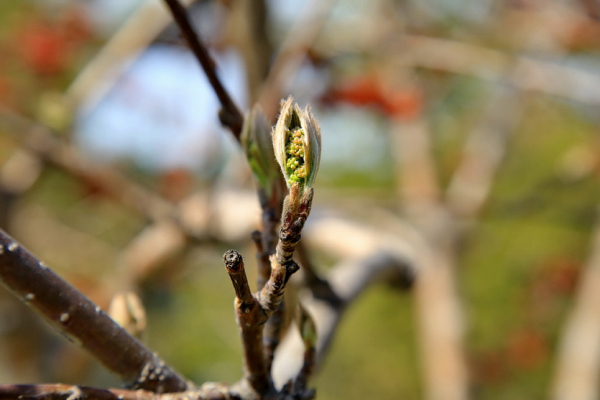 Природа ожила в&nbsp;Новосибирске: яркие фото распустившихся листьев и&nbsp;цветов