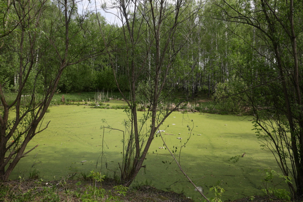 Как в&nbsp;пойме Каменки создают уникальный парк с&nbsp;уточками и&nbsp;мельницами