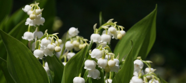 Где сделать красивое селфи на&nbsp;фоне цветущих яблонь и&nbsp;сирени