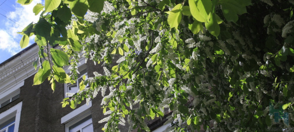 Где сделать красивое селфи на&nbsp;фоне цветущих яблонь и&nbsp;сирени