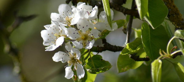 Где сделать красивое селфи на&nbsp;фоне цветущих яблонь и&nbsp;сирени