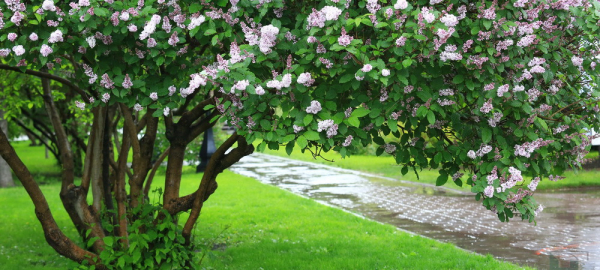 Где сделать красивое селфи на&nbsp;фоне цветущих яблонь и&nbsp;сирени