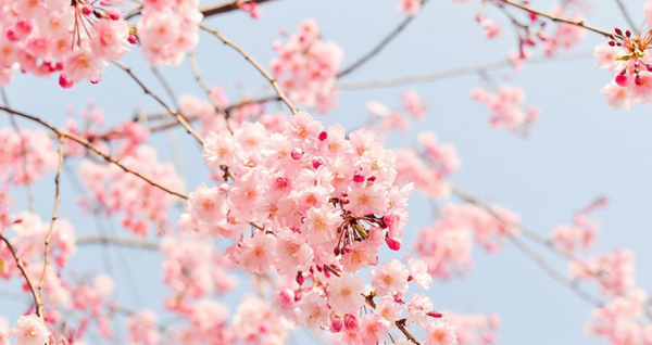 Где сделать красивое селфи на&nbsp;фоне цветущих яблонь и&nbsp;сирени