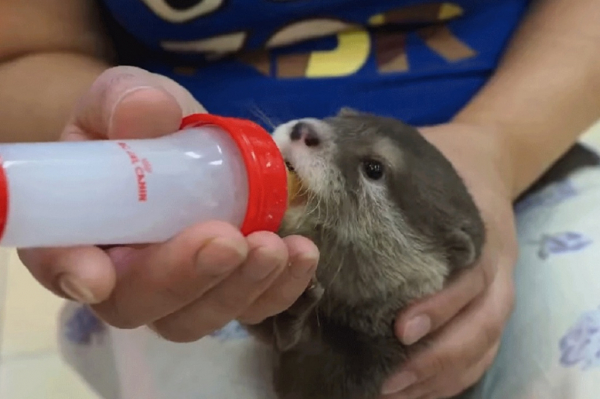 Если вы пропустили: тайны мумии, новая 100-рублёвка и авиашоу в Мочище Если вы пропустили: тайны мумии, новая 100-рублёвка и авиашоу в Мочище