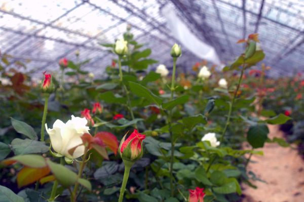 Афиша выходных: День ВМФ, авиашоу и&nbsp;парусная регата