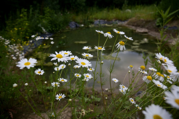 В&nbsp;парке на&nbsp;берегах Ельцовки предлагают разбить сад-огород, как в&nbsp;Англии
