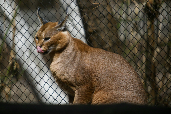 Афиша выходных: День кино, «Княжий двор» и фестиваль еды на набережной Афиша выходных: День кино, «Княжий двор» и фестиваль еды на набережной