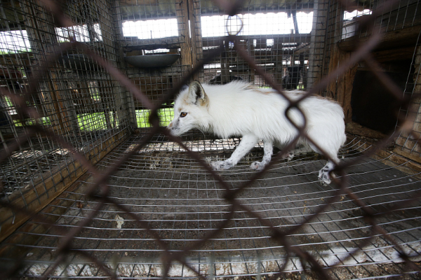 Избыток витамина&nbsp;А разозлил новосибирских лисиц