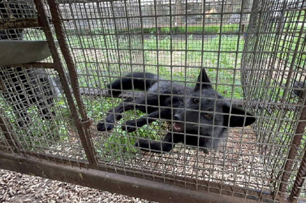 Избыток витамина&nbsp;А разозлил новосибирских лисиц