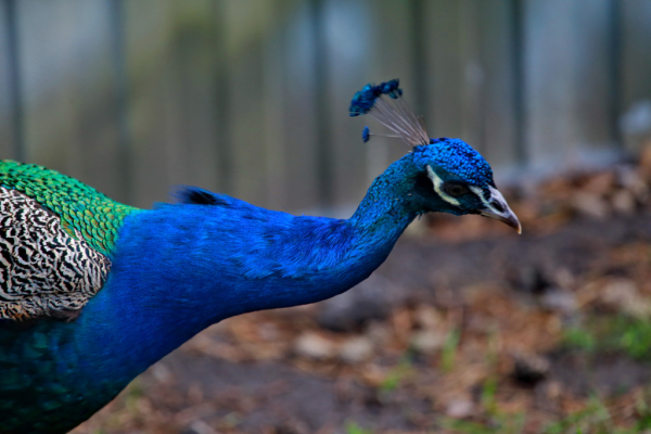 Афиша выходных: фестиваль красок, бампербол и пенная вечеринка на пляже