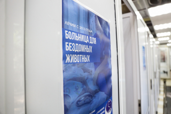 «Биму переехала бетономешалка»: репортаж из больницы для бездомных собак «Биму переехала бетономешалка»: репортаж из больницы для бездомных собак