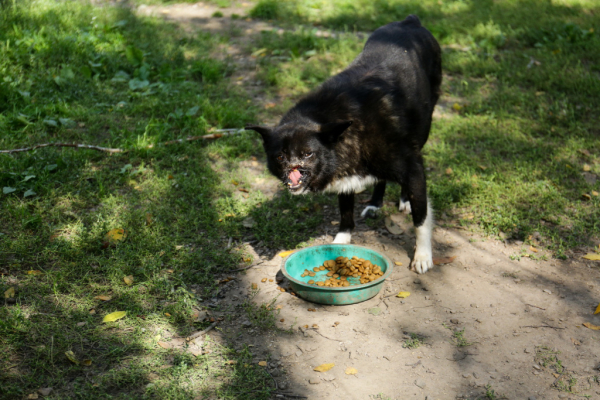 «Биму переехала бетономешалка»: репортаж из больницы для бездомных собак «Биму переехала бетономешалка»: репортаж из больницы для бездомных собак