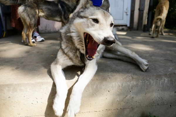 «Биму переехала бетономешалка»: репортаж из больницы для бездомных собак «Биму переехала бетономешалка»: репортаж из больницы для бездомных собак