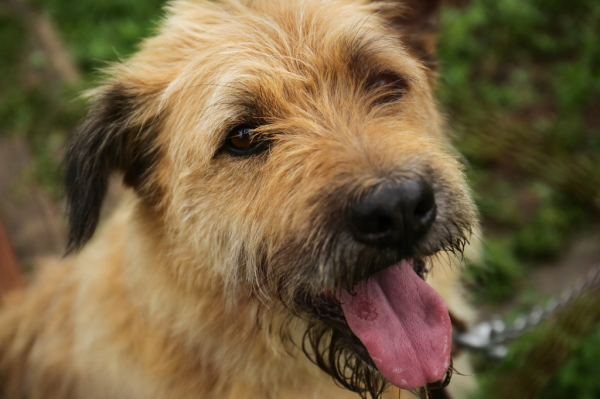 Афиша выходных: скачки на&nbsp;рысаках, экскурсия по&nbsp;башням и&nbsp;шоу байкеров