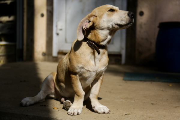 «Биму переехала бетономешалка»: репортаж из больницы для бездомных собак «Биму переехала бетономешалка»: репортаж из больницы для бездомных собак