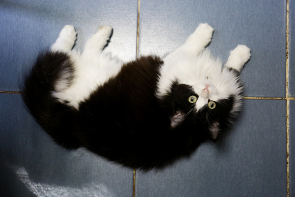 «Биму переехала бетономешалка»: репортаж из больницы для бездомных собак «Биму переехала бетономешалка»: репортаж из больницы для бездомных собак