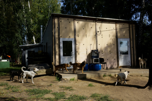 «Биму переехала бетономешалка»: репортаж из больницы для бездомных собак «Биму переехала бетономешалка»: репортаж из больницы для бездомных собак