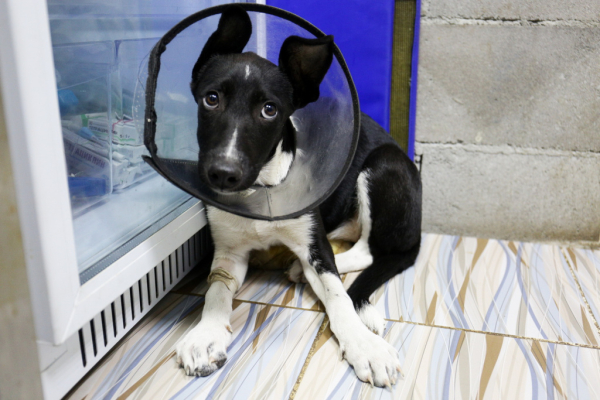 «Биму переехала бетономешалка»: репортаж из больницы для бездомных собак «Биму переехала бетономешалка»: репортаж из больницы для бездомных собак