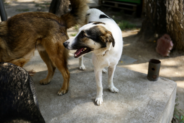 «Биму переехала бетономешалка»: репортаж из больницы для бездомных собак «Биму переехала бетономешалка»: репортаж из больницы для бездомных собак