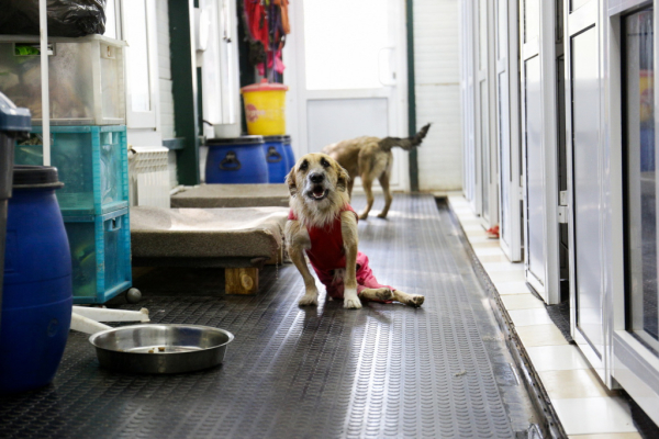 «Биму переехала бетономешалка»: репортаж из больницы для бездомных собак «Биму переехала бетономешалка»: репортаж из больницы для бездомных собак