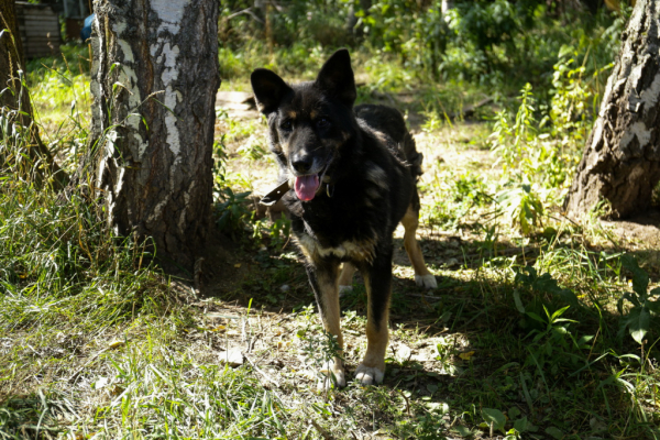 «Биму переехала бетономешалка»: репортаж из больницы для бездомных собак «Биму переехала бетономешалка»: репортаж из больницы для бездомных собак
