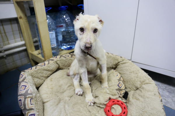 «Биму переехала бетономешалка»: репортаж из больницы для бездомных собак «Биму переехала бетономешалка»: репортаж из больницы для бездомных собак