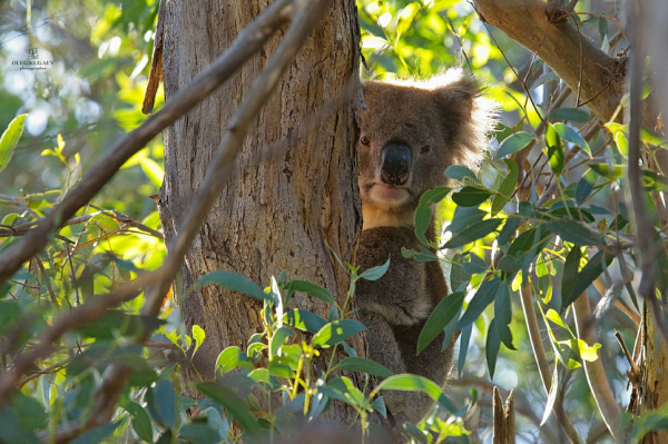Лучшие фотографы Новосибирска: Олег Кугаев Лучшие фотографы Новосибирска: Олег Кугаев