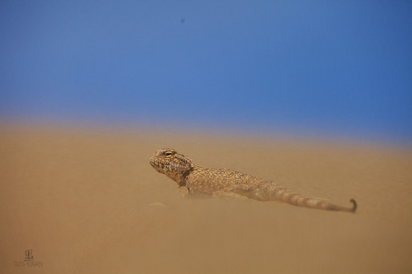 Лучшие фотографы Новосибирска: Олег Кугаев Лучшие фотографы Новосибирска: Олег Кугаев