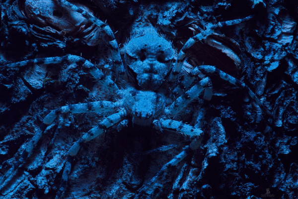 Лучшие фотографы Новосибирска: Олег Кугаев Лучшие фотографы Новосибирска: Олег Кугаев